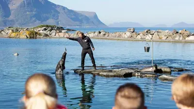 a man standing on a log in the water with dolphins at Cozy Central Apartment in Ålesund in Ålesund