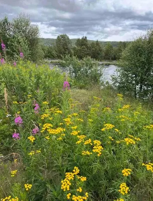 a field of yellow and purple flowers next to a river at Nydelig leilighet på Geilo i Highland fjellandsby in Geilo