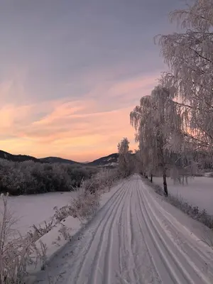 a snow covered road with a tree on the side at Villa Soltun in Ringebu