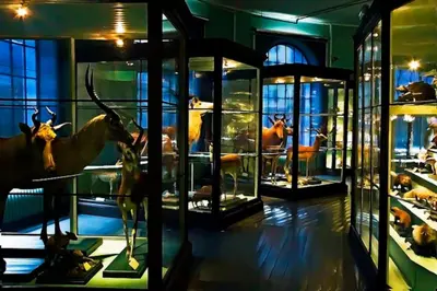 a museum with several glass cases of animal specimens at Spacious historical art oasis in the city center in Bergen