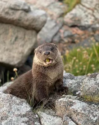 a animal sitting on some rocks with its mouth open at Boathouse in Mausund in Bogøyvær
