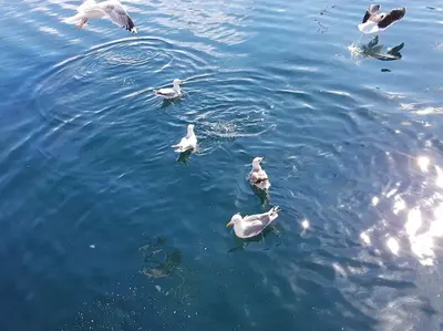 a group of ducks swimming in the water at Boathouse in Mausund in Bogøyvær