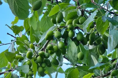 a bunch of green fruit hanging from a tree at Koselig hytte på Austrheim