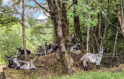 a group of goats laying down in the woods at Amazing Home In Haugesund in Haugesund
