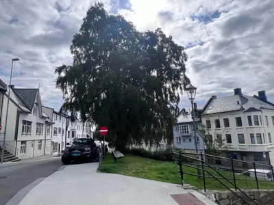 a street with white houses and a tree and a car at Koselig leilighet i Ålesund sentrum in Ålesund
