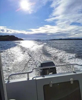 a dog in the back of a boat on the water at Eksklusiv hytte i skjærgården! in Austevoll