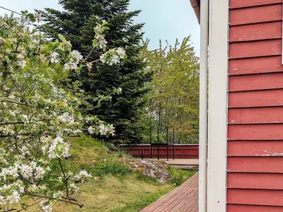 a flowering tree next to a red house at 8 person holiday home in isfjorden-By Traum in Torvik