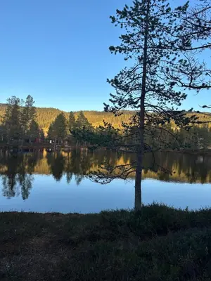 a tree standing in front of a lake at Hytta på Øyfjell in Trovatn