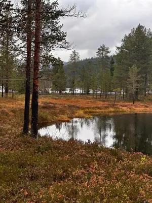 a pond in a field with trees in the background at Hytta på Øyfjell in Trovatn