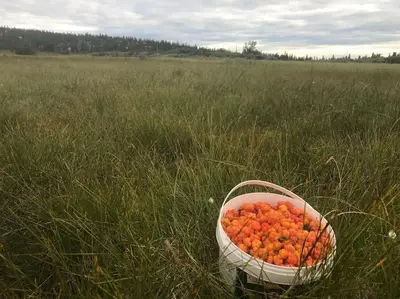 a basket of oranges in a field of grass at Nice log house close to Lillehammer and Sjusjøen in Haugen