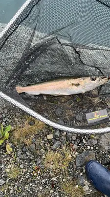 a fish sitting in the net of a car at Gunnarhytta, Valevåg in Valevåg