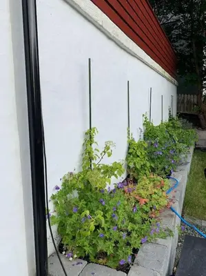 a row of plants on the side of a building at Moderne og fullt utstyrt 3-rom hageleilighet sentrum nær in Bergen