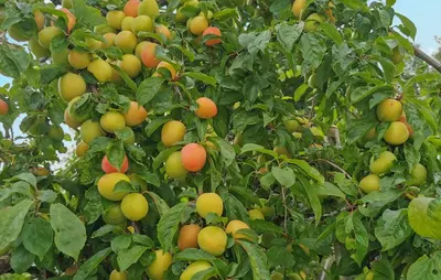a bunch of apples and oranges on a tree at Gorgeous Home In Førde in Førde