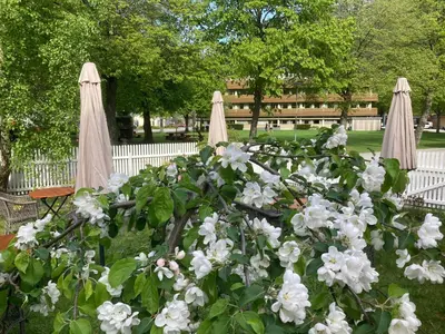 a bunch of white flowers in a garden with umbrellas at Sanden pensjonat in Lærdalsøyri