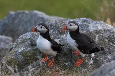 two birds are standing on a rock at Haus Soltun-Was will man mehr! in Runde