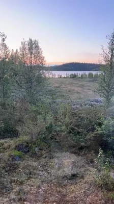 a field with trees and plants in a field at Øyangen 3 in Rogne