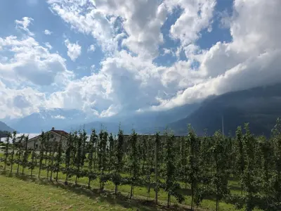 a row of vines in a vineyard under a cloudy sky at Røldal a home with a view in Håra