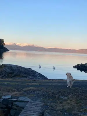 a dog walking in front of a body of water at Moderne Rorbu helt i sjøkanten in Hauge