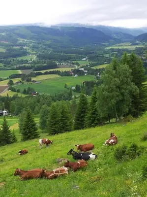 a group of cows laying on a grassy hill at Unikt gårdshus - Gamlestua in Vestre Gausdal