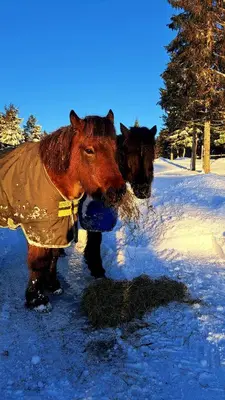 two horses standing in the snow with food in their mouths at Stallen in Heggem