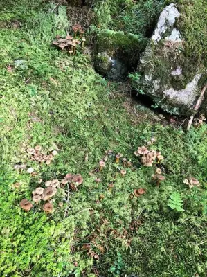 a group of mushrooms on the ground in the grass at Hytta Kalven in Lunner