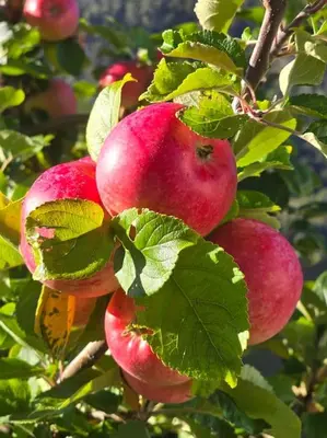 a bunch of red apples hanging from a tree at Casa Grend in Kvam