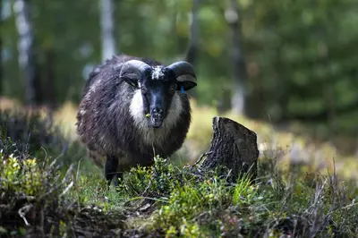 a goat standing in a field of grass at Modern And Inviting Cabin In Valdres in Aurdal