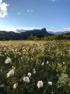 a field of white flowers in a field with mountains at Beitobygda Getaway ,Nature And Luxury in Beitostøl