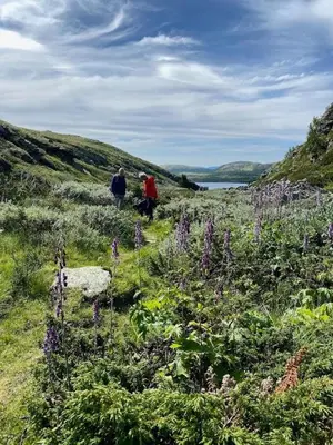 two people walking on a hill with purple flowers at Charming Cabin Near Rondane National Park in Venabygd