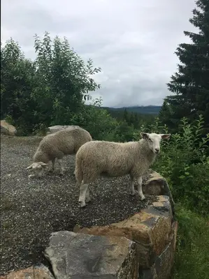 two sheep standing on the side of a road at Authentic Cabin Hygge All Year Round At Hafjell in Øyer