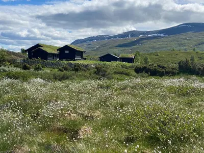 two buildings with grass roofs in a field of flowers at Spacious Family Cabin Near Nordre Syndin in Ryfoss
