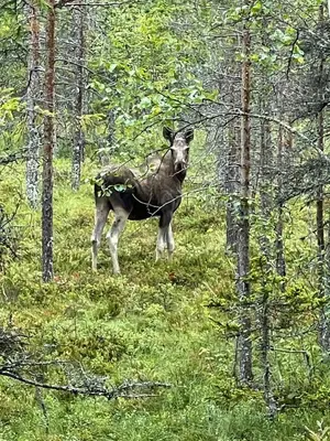 a deer standing in the middle of a forest at Cabin With Great Fishing At Trysilfjellet in Jordet
