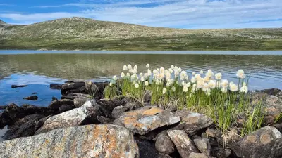 a bunch of white flowers on rocks next to a lake at Cozy apartment with pool in Bjorli
