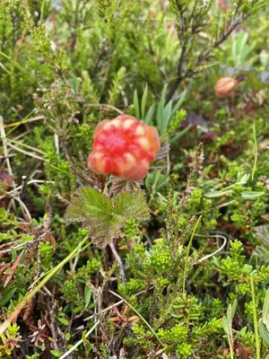 a red flower in the middle of some plants at Family cabin by the lake at Haugen, Femundsmarka in Elga