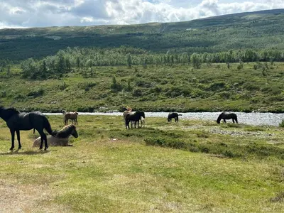 a herd of horses grazing in a field next to a river at Koselig hytte med uthus på vakre Dovrefjell in Dovre