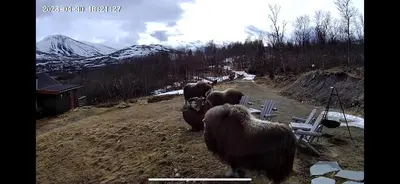 a group of animals standing in a field at Koselig hytte med uthus på vakre Dovrefjell in Dovre