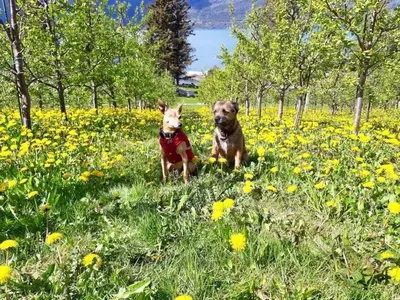 two dogs are sitting in a field of flowers at Cabin 
