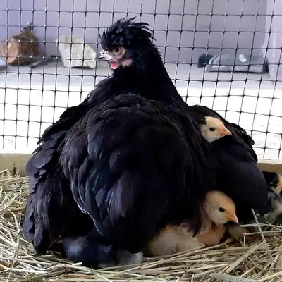 a large black chicken with three chicks in a cage at Cabin 