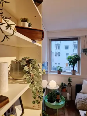 a room with a shelf with potted plants and a window at Cozy condo near Bryggen Full kitchen Elevator in Bergen