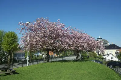 a tree with pink flowers on it in a park at Historic Bergen house, right in the middle of everything! in Bergen