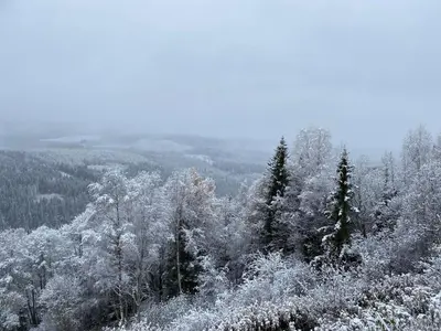 a snow covered forest with trees on a hill at FrysiaHouse in Lillehammer