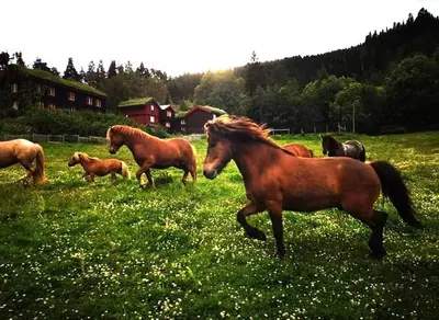 a group of horses running in a field of grass at Cozy Cabin Retreat in Scenic Valley, E6 south of Trondheim in Storen