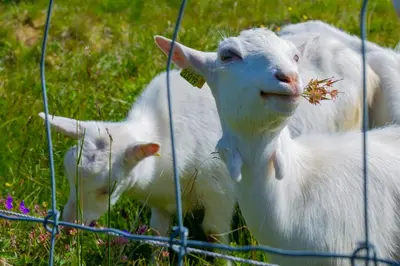 two white lambs are standing in the grass at Family-Friendly Stay Near Ski Trails! in Beitostøl