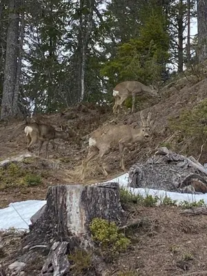a group of deer on a hill with trees at Cabin In Rauland Near Fishing, Hiking And Skiing in Rauland