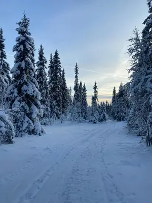 a snow covered road in a forest with snow covered trees at New Cabin With Mountain View In Bittermark, Trysil in Trysil