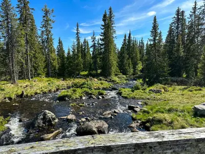 a stream in a field with trees at Cozy Cabin In Beautiful Area Near Lillehammer in Lillehammer
