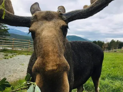 a bull with long horns standing in a field at Cozy Ambiance And Trails At Skeikampen in Svingvoll