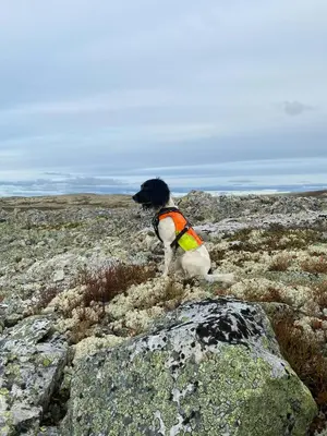 a black and white dog sitting on a rocky field at Family Fun Cabin In Engerdals Heart in Nymoen