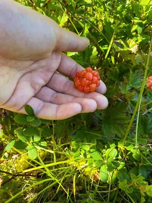 a person holding a bunch of berries in their hand at Cabin With Award-Winning Design On Norefjell in Eggedal