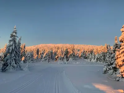 a snow covered forest with snow covered trees and a road at Cosy Apartment With Ski Inout In Hafjell in Øyer